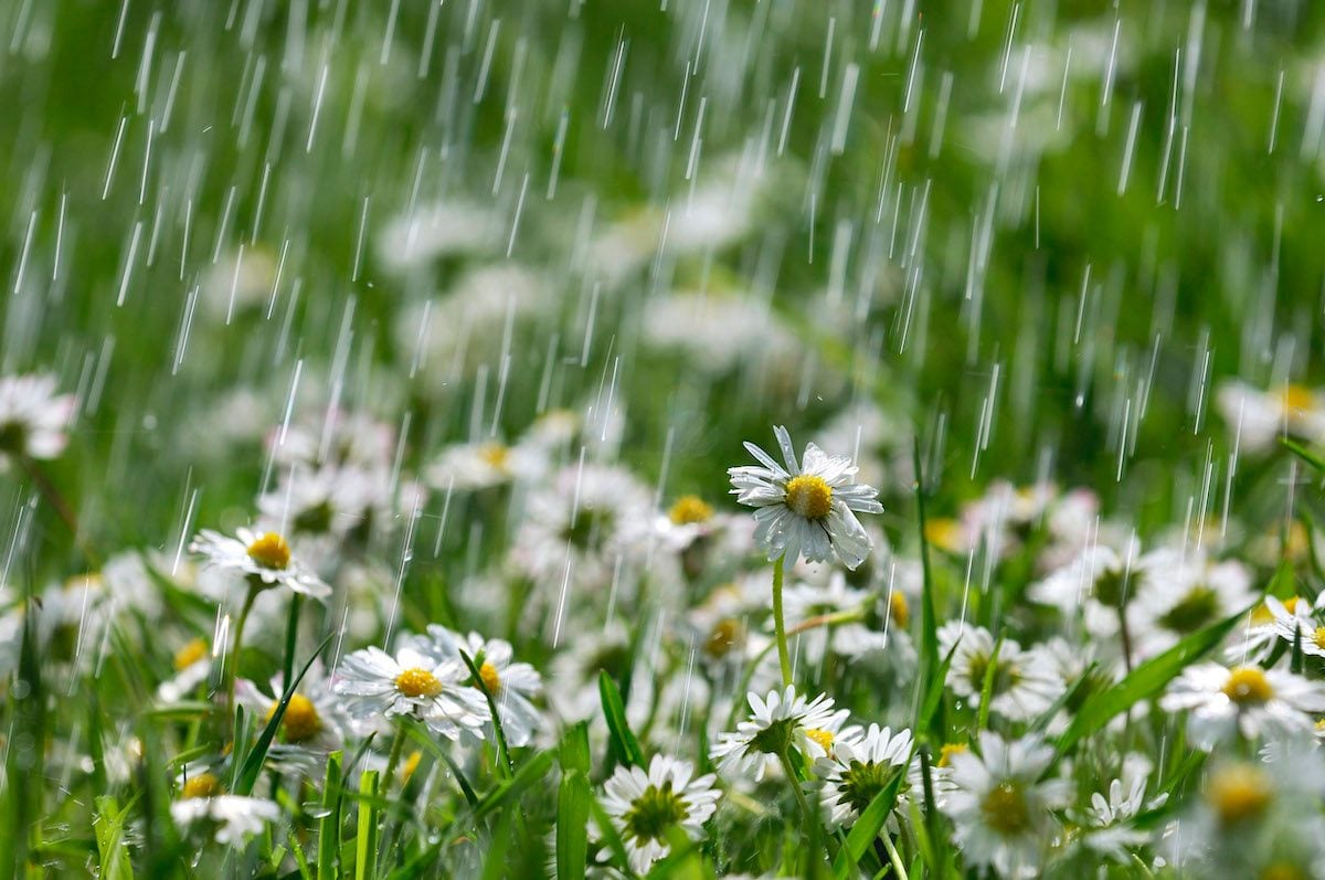Plant a Rain Garden in Your Yard