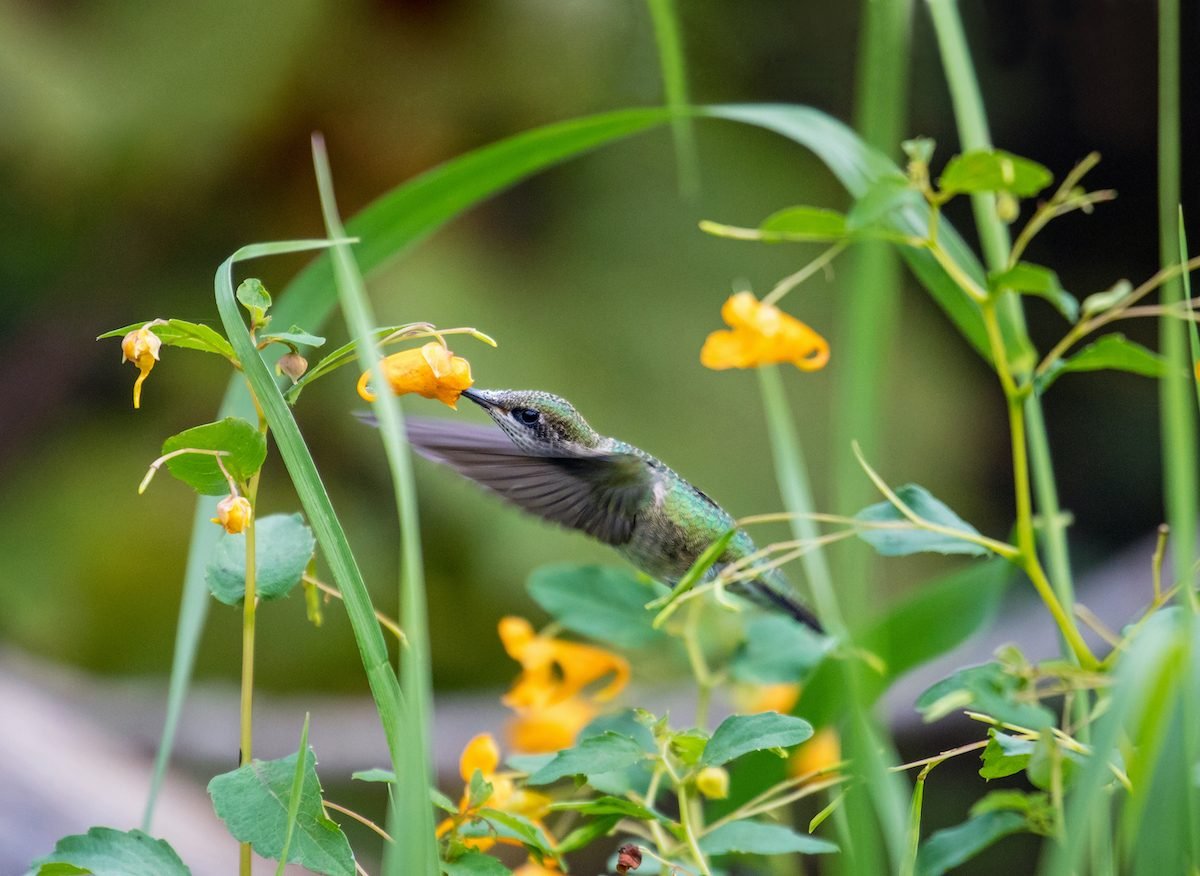 Grow Nectar-Rich Native Plants for Hummingbirds