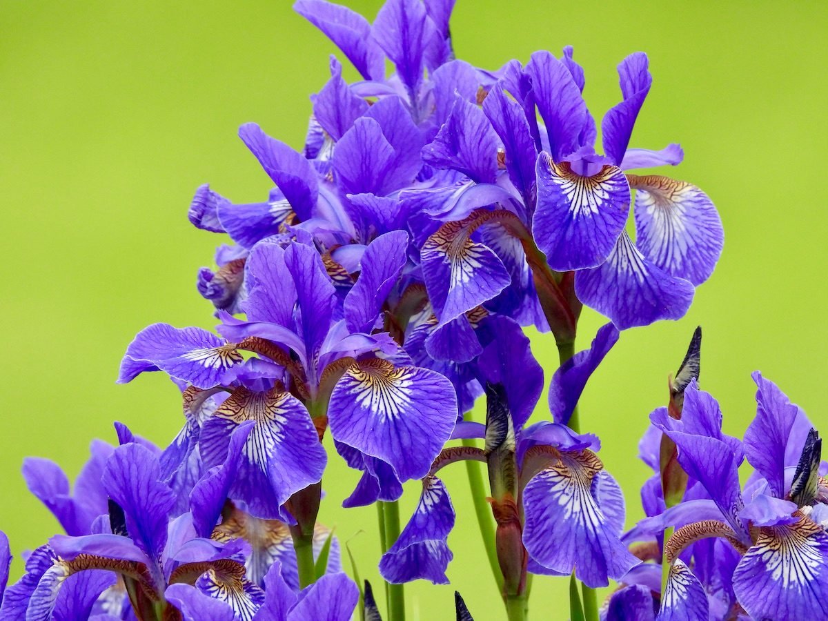 Iris Not Blooming? Here's What to Do