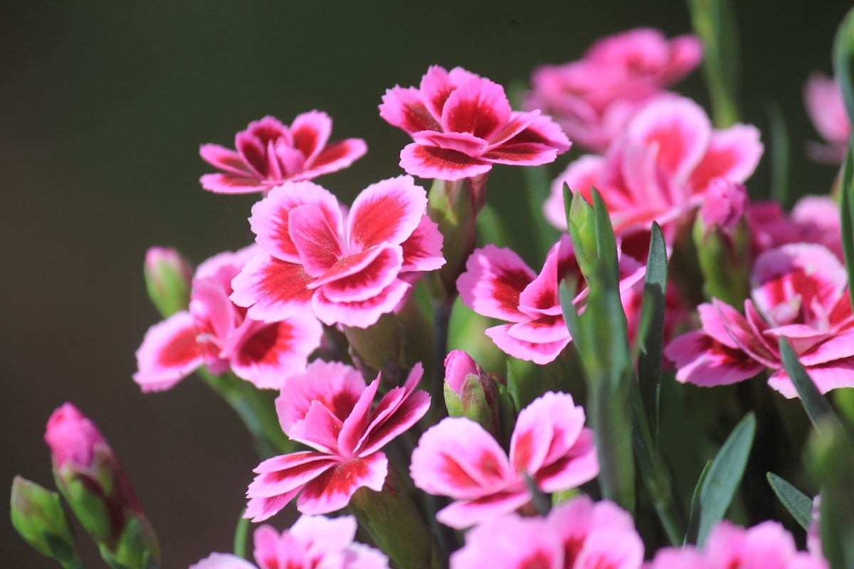 Grow Dianthus for Fragrant Flowers and Fancy Foliage