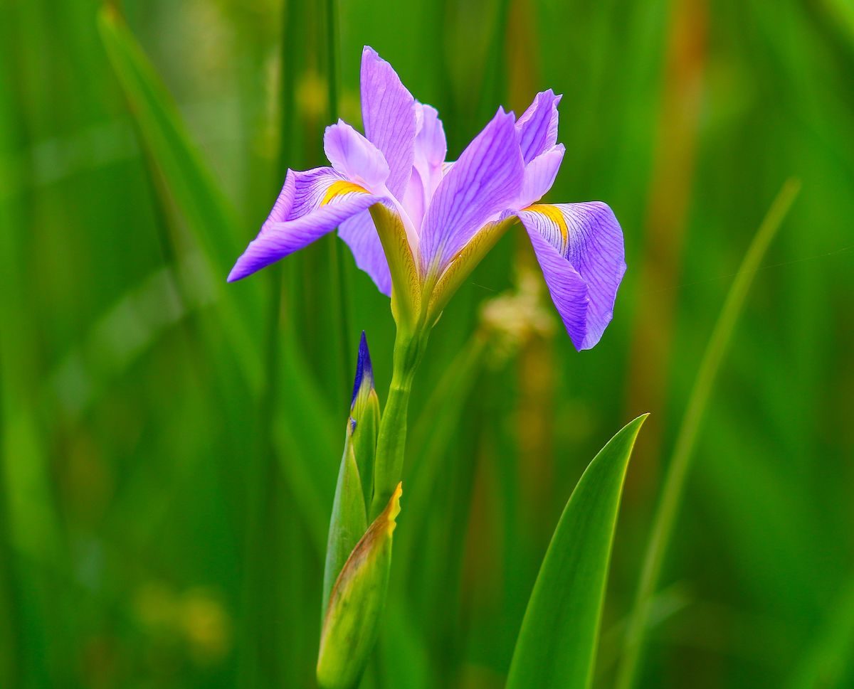 Blue Flag Iris Care and Growing Tips