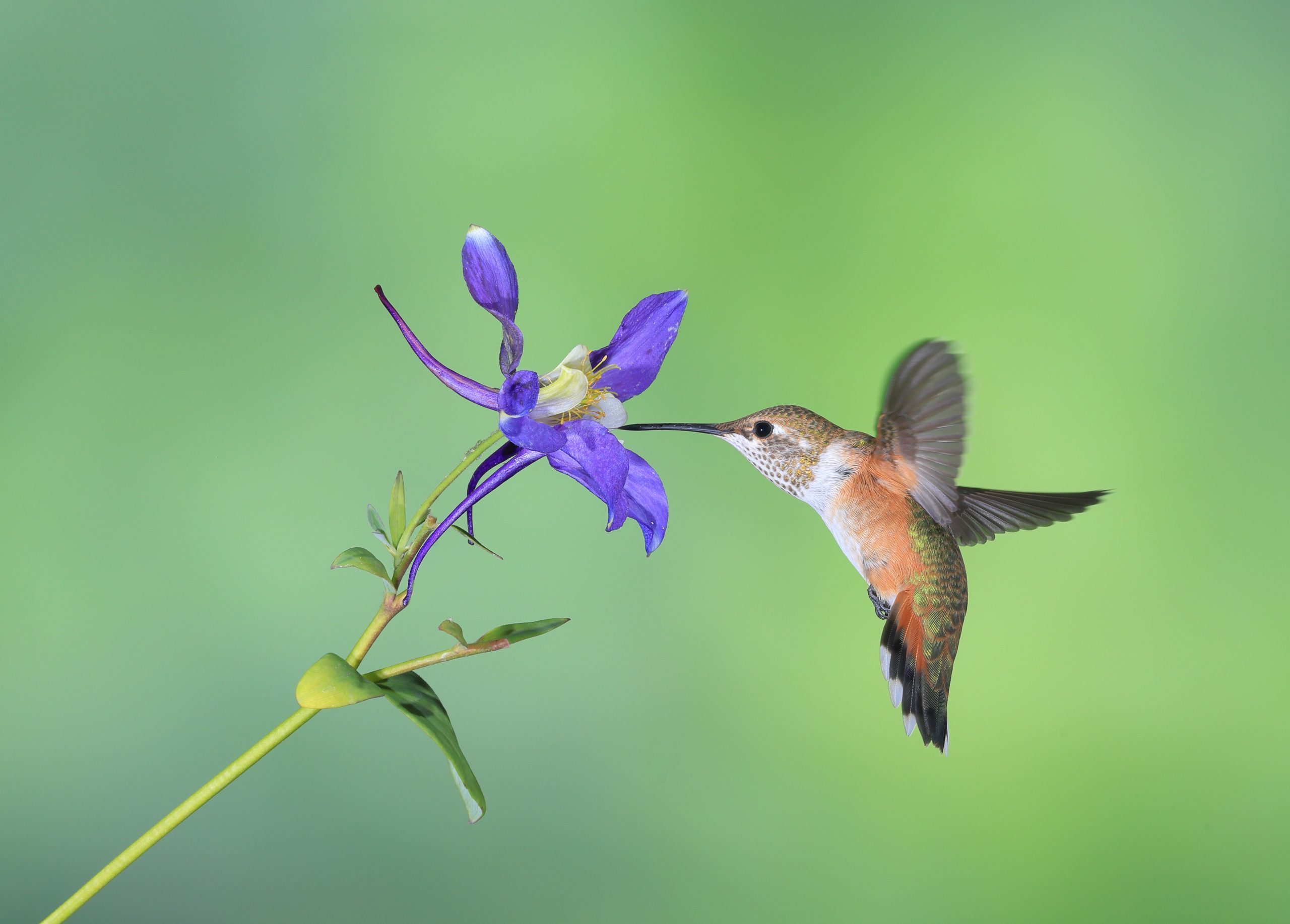Columbine Flower Brings in the Hummingbirds
