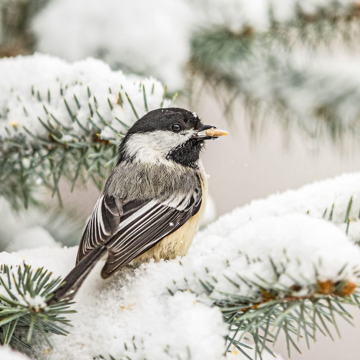 12 Top Winter Bird Feeding Tips