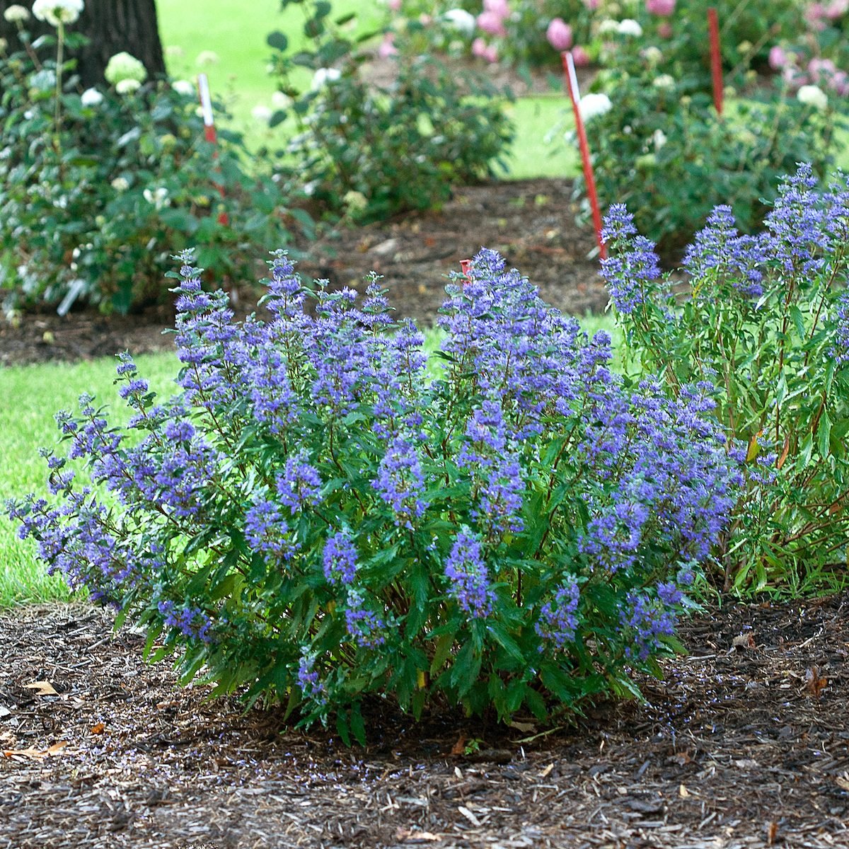 Top 15 Small Shrubs for Small Spaces