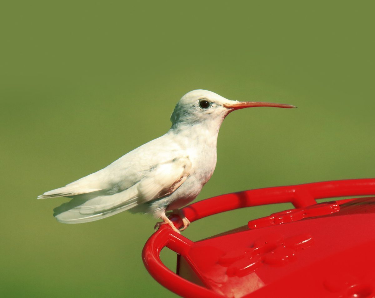 Are White Hummingbird Sightings Rare?