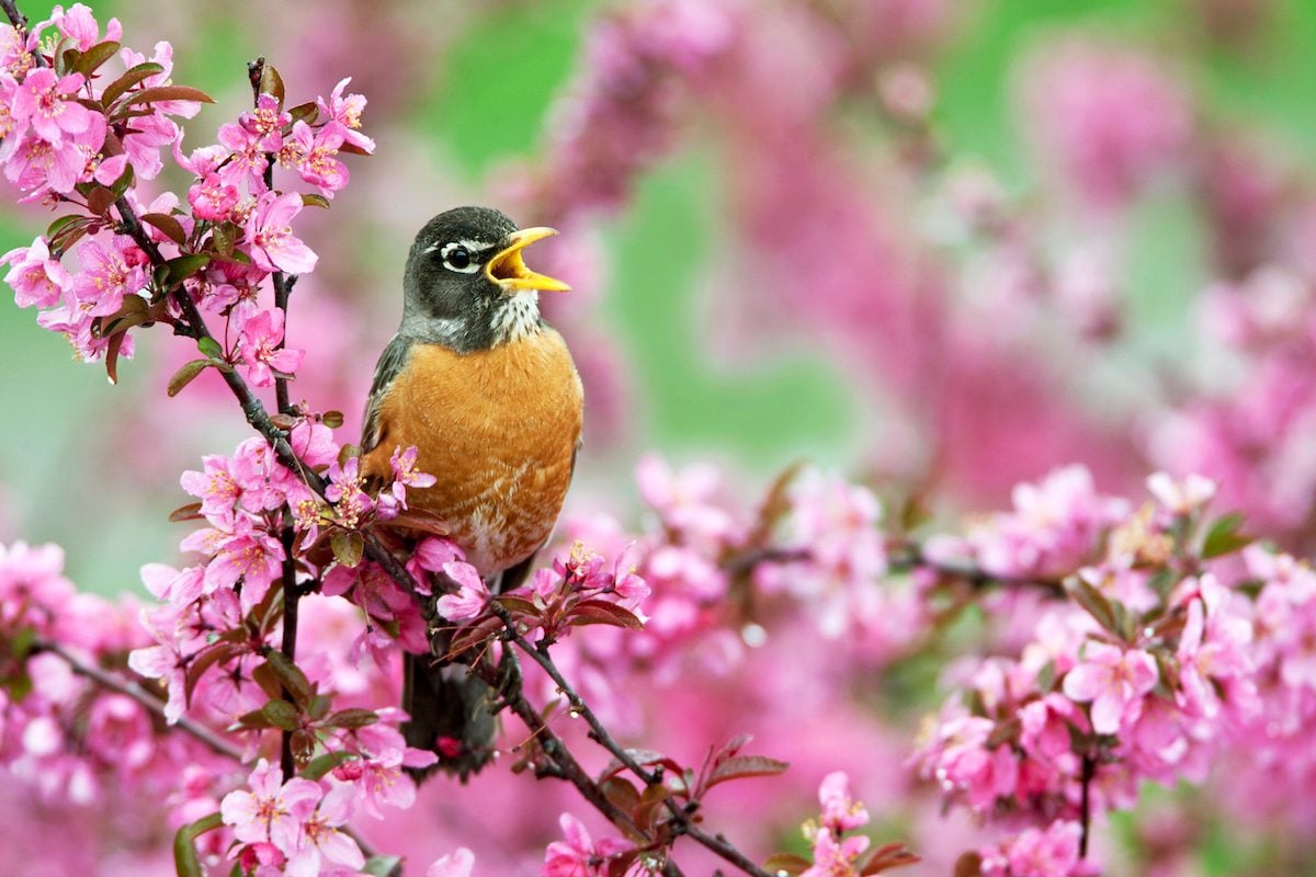 All About Bird Songs: Nature's Symphony