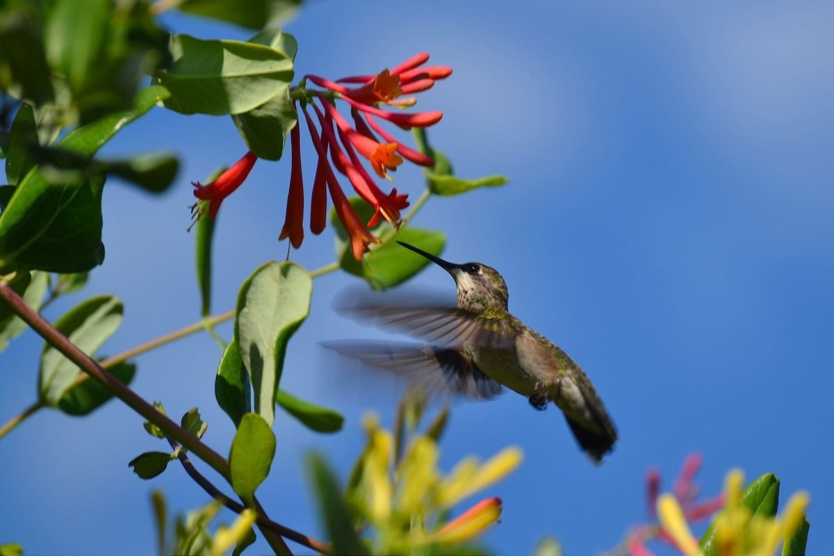 Grow Trumpet Honeysuckle for Hummingbirds