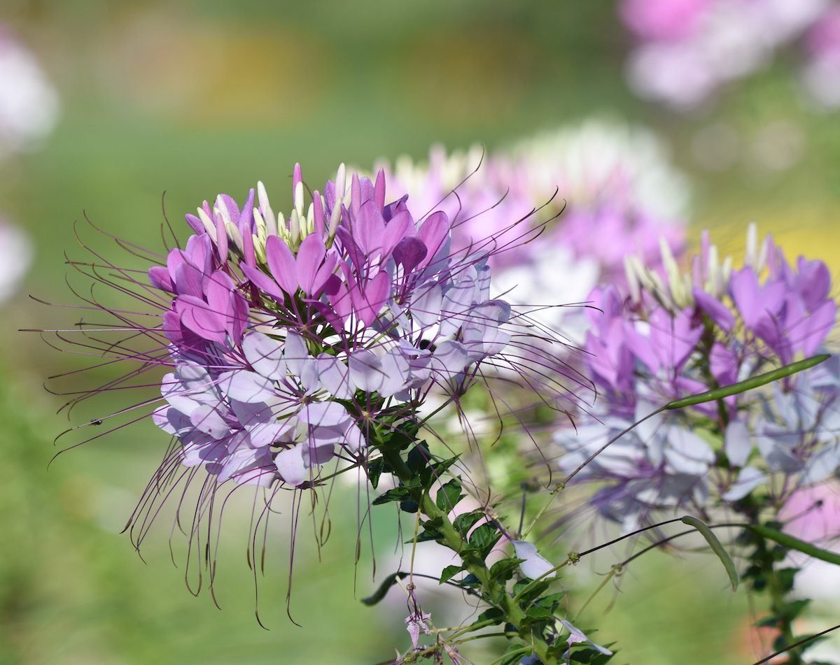 Cleome (Spider Flower) Care and Growing Tips