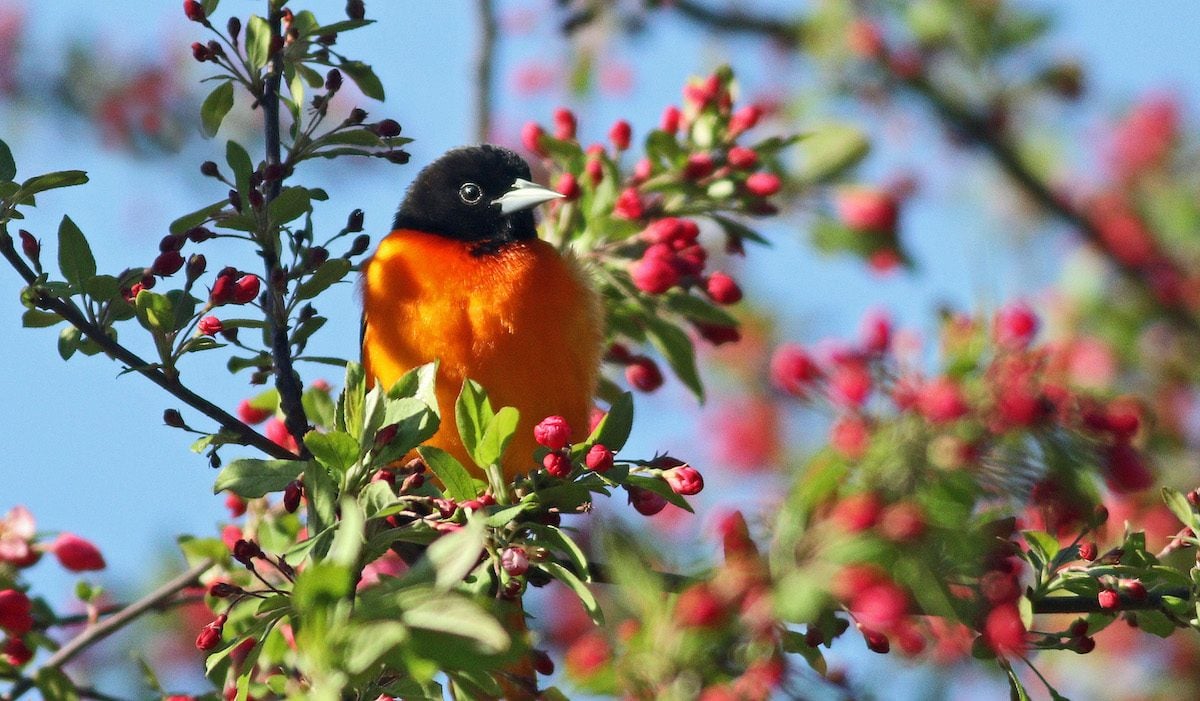 Meet 8 Types of Orioles to Look for Across America