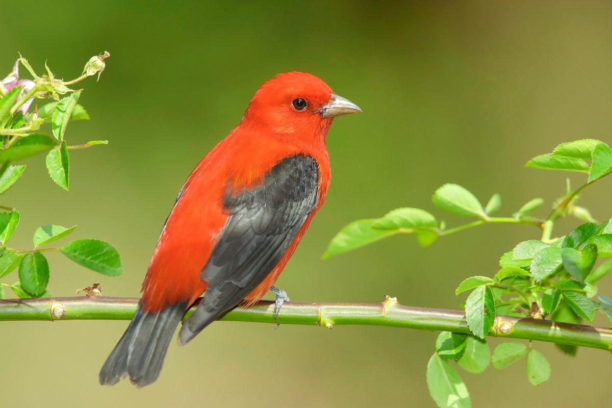 Summer Tanager vs Scarlet Tanager: ID Challenge