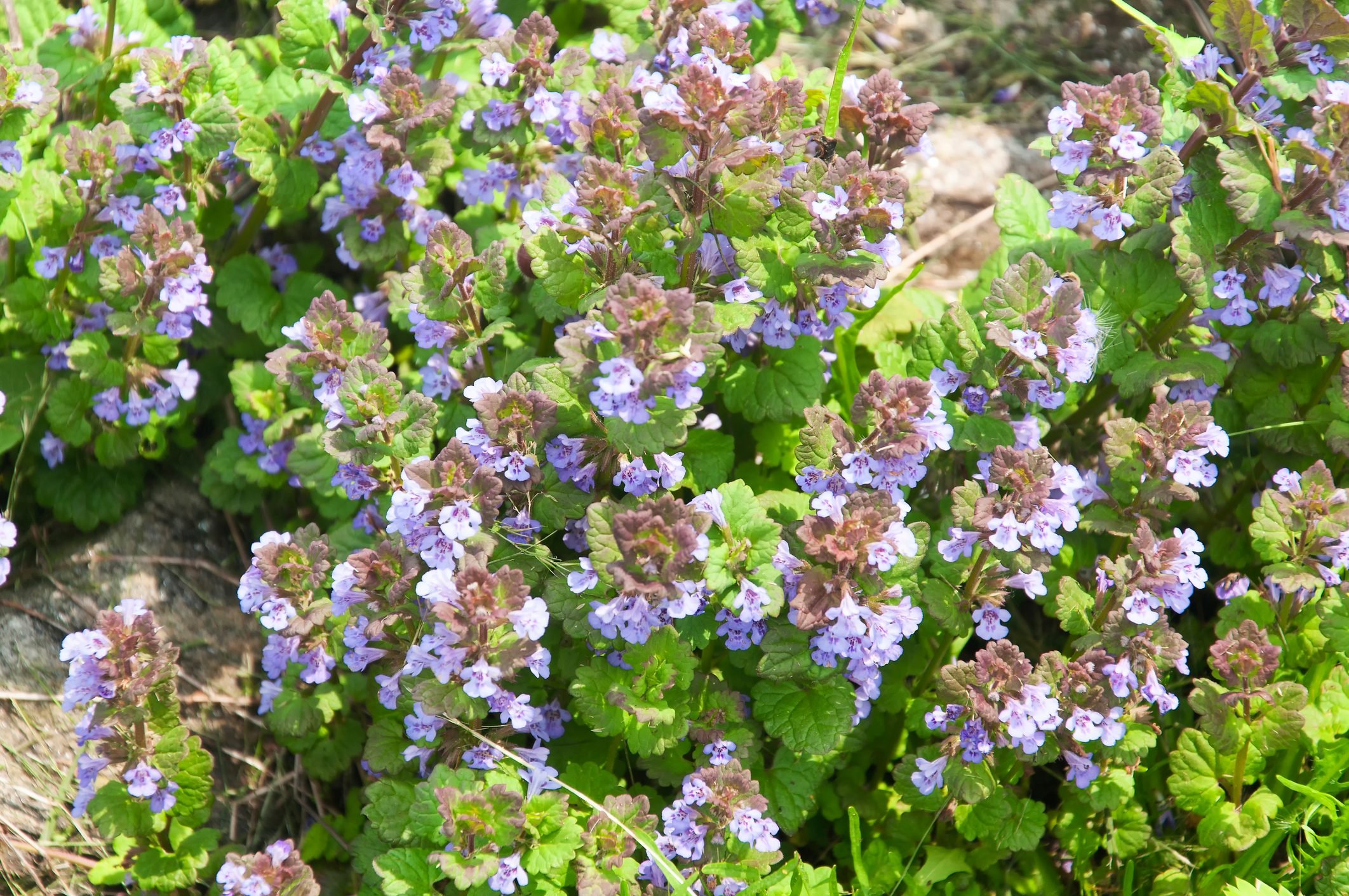 Keep Creeping Charlie (Ground-Ivy) out of Your Yard
