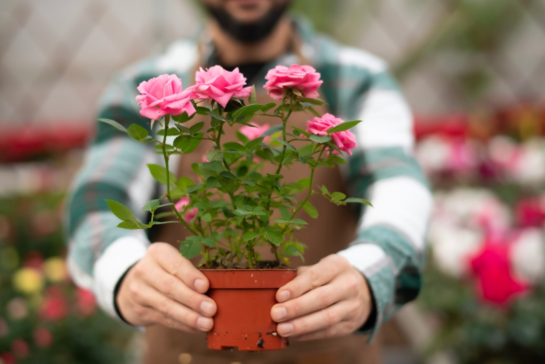 Potted Roses Made Easy: Best Tips and Varieties