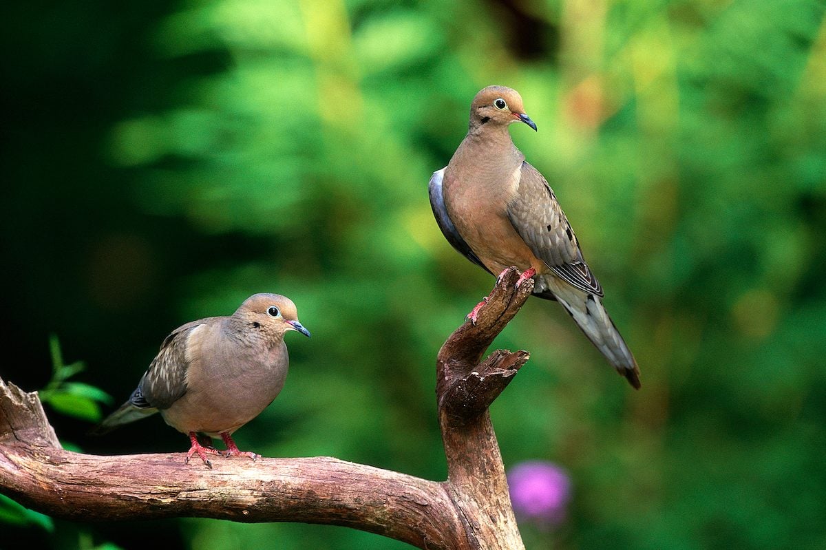 Mourning Dove vs Pigeon: What's the Difference?