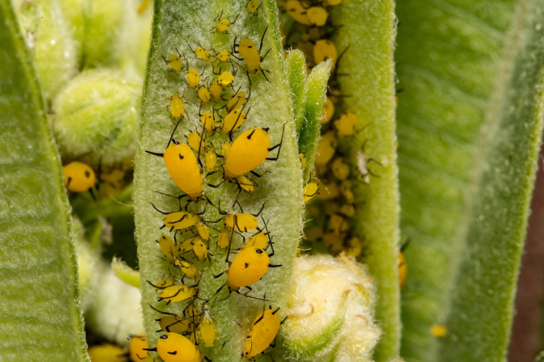 Oleander Aphid (Aphis nerii) feeding on milkweed