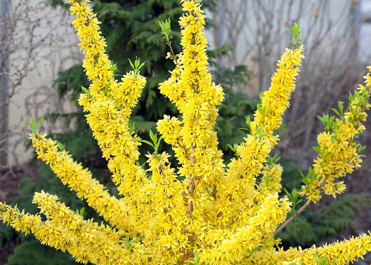 How to Grow and Care for a Forsythia Bush