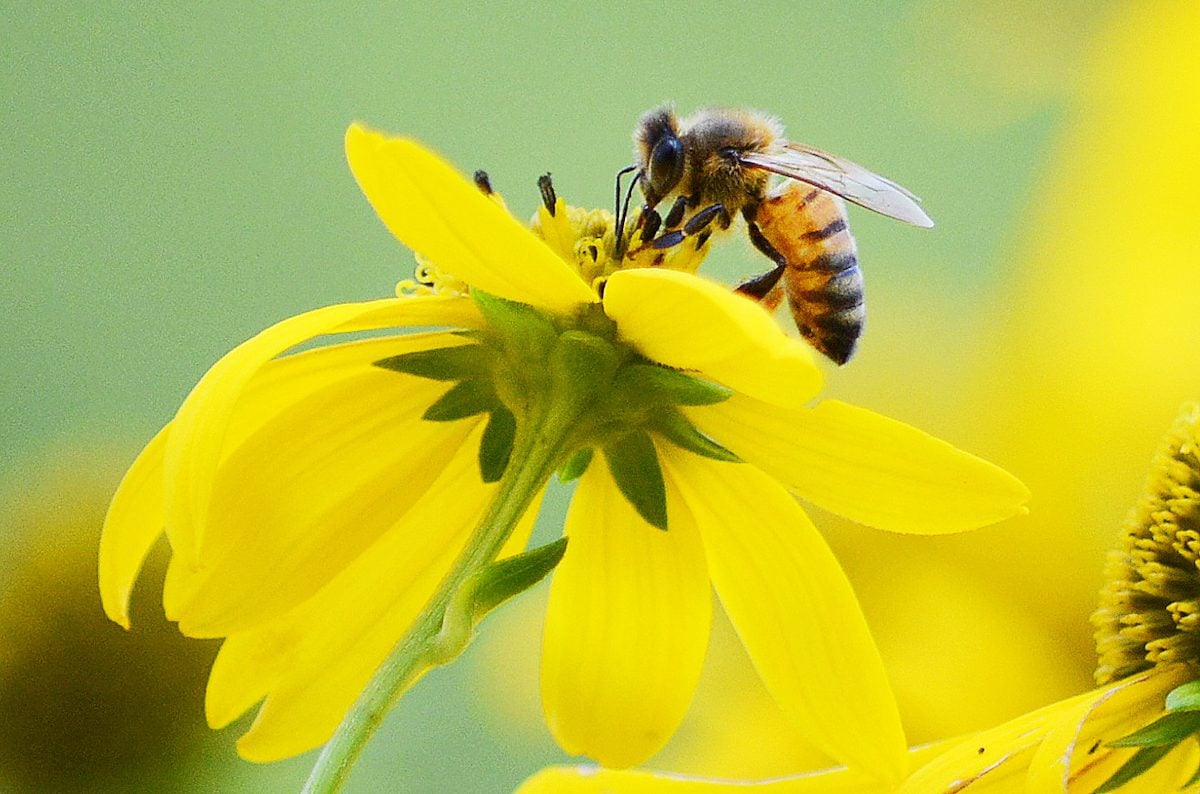 8 Sweet Honey Bee Facts You Should Know