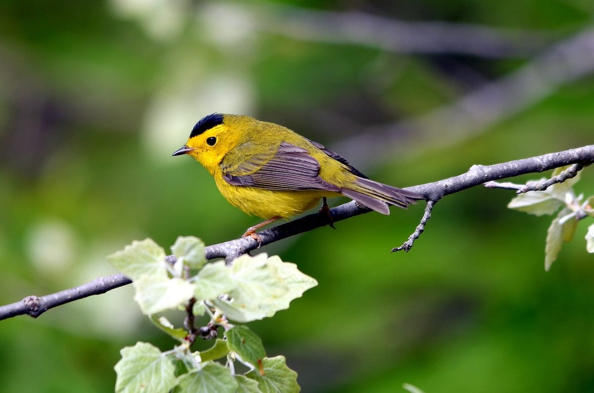 How to Identify a Wilson's Warbler