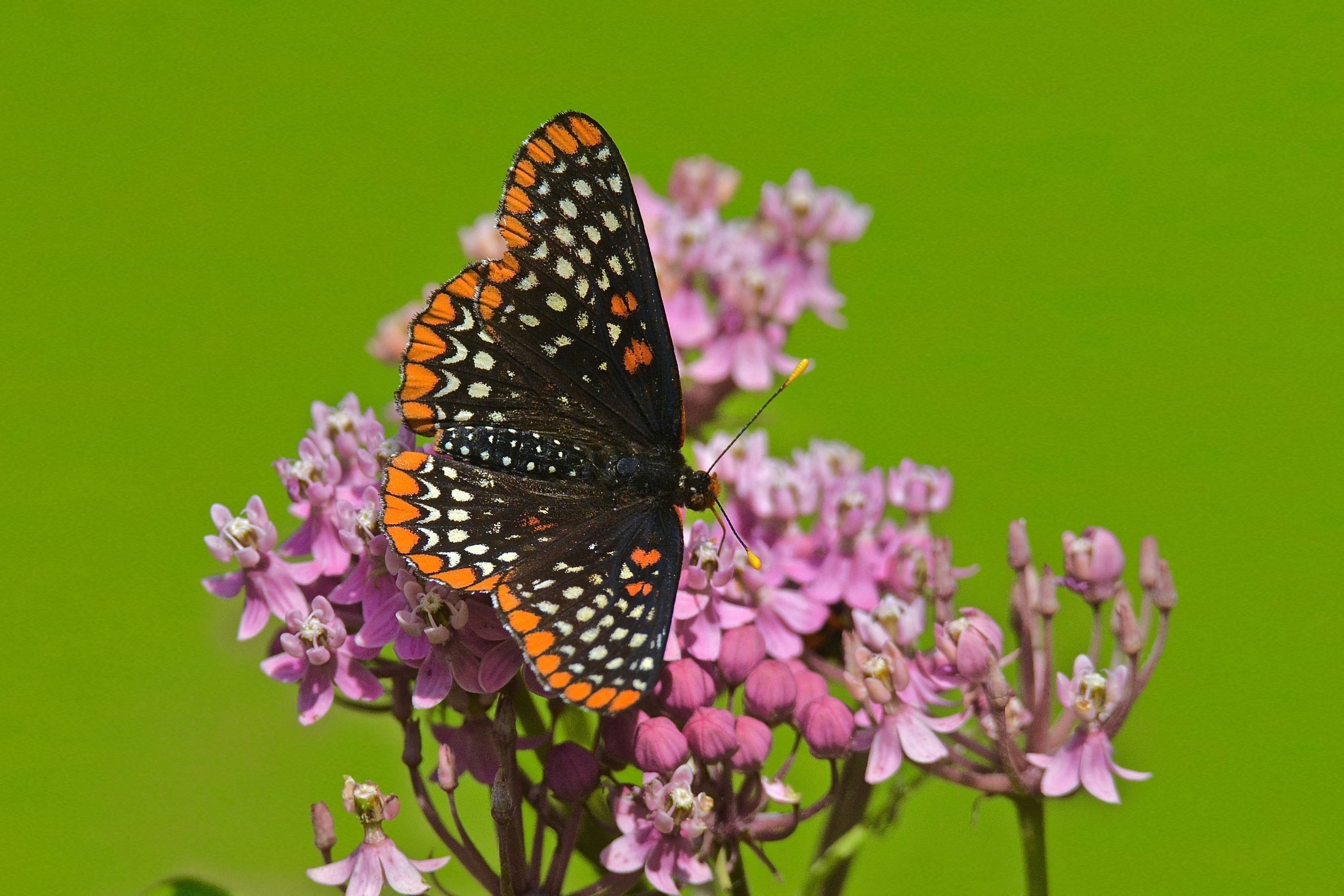 How to Identify a Baltimore Checkerspot Butterfly