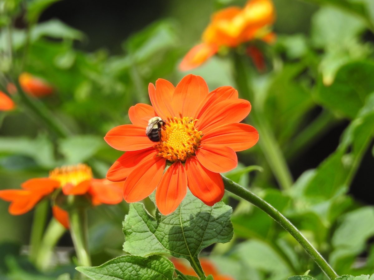 Grow Mexican Sunflower in Pollinator Gardens