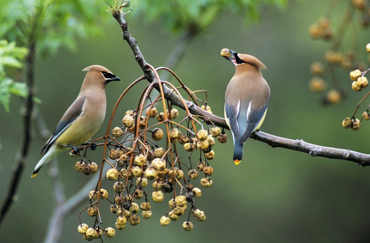 Cooperative Behavior: How Birds Help Each Other