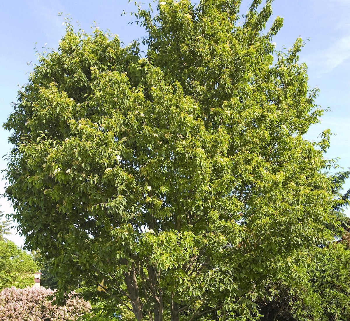 Top 10 Fast Growing Trees for Your Yard