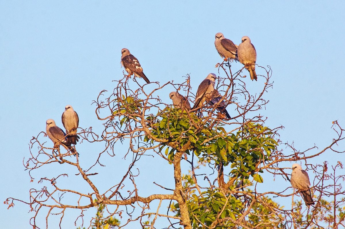 8 Must-Visit Hawk Migration Hot Spots