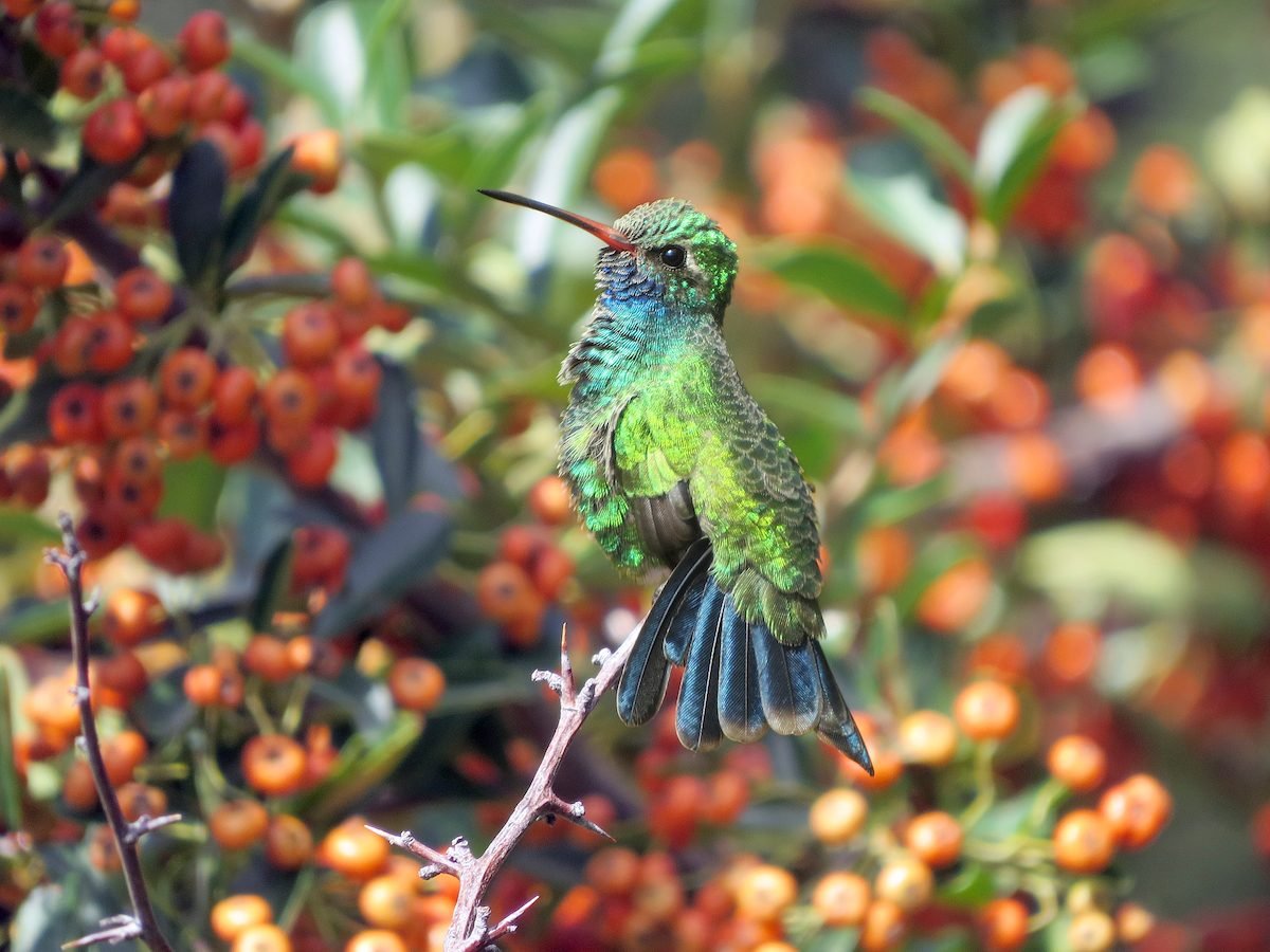 How to Identify a Broad-Billed Hummingbird