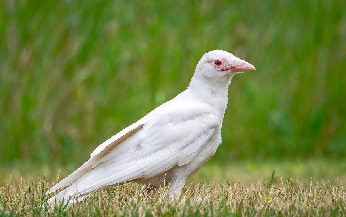 Is This White Bird an Albino Crow?