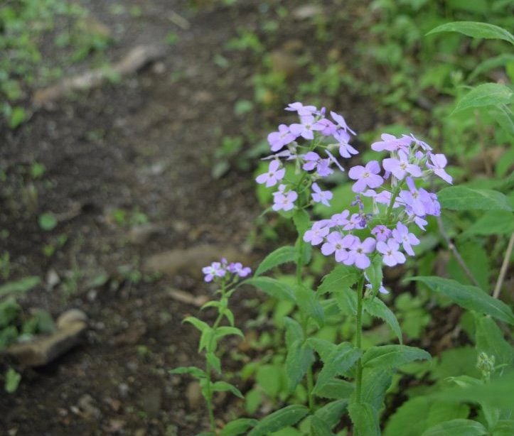 Dame's Rocket Vs. Phlox: What's the Difference?