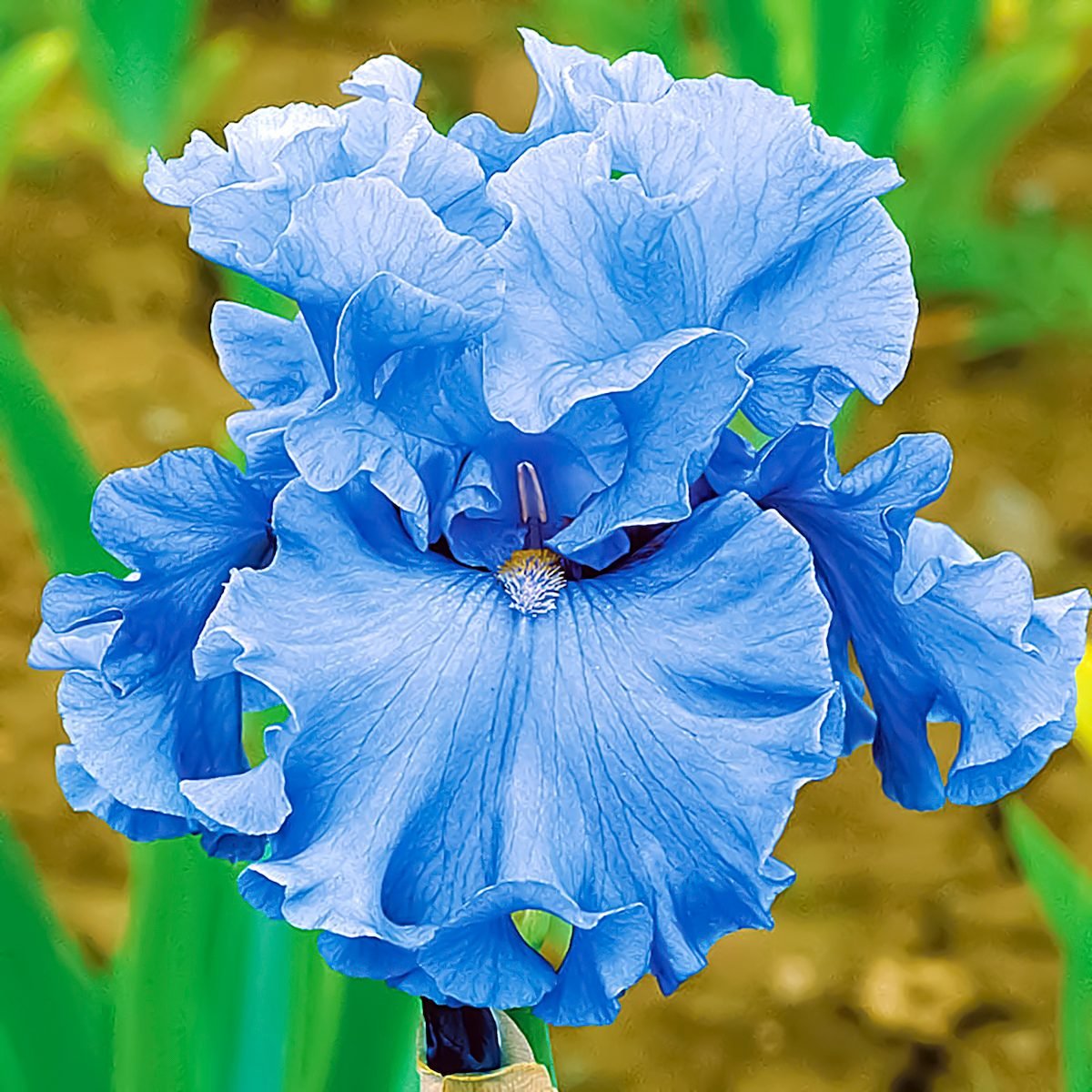 Top 10 Bearded Iris Flowers for Your Garden