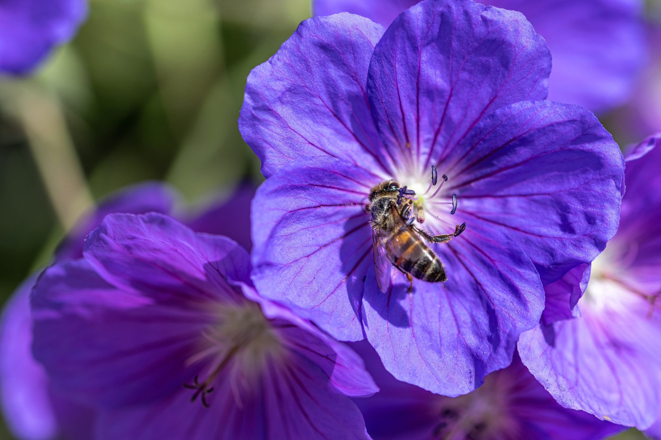 Hardy Cranesbill Geranium Care and Growing Tips