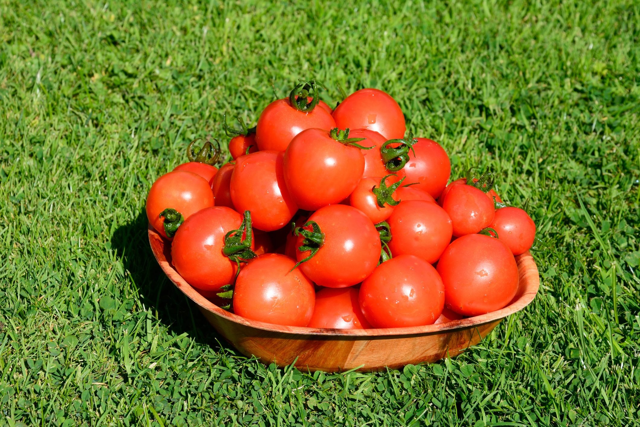 Should You Grow Hybrid or Heirloom Tomatoes?