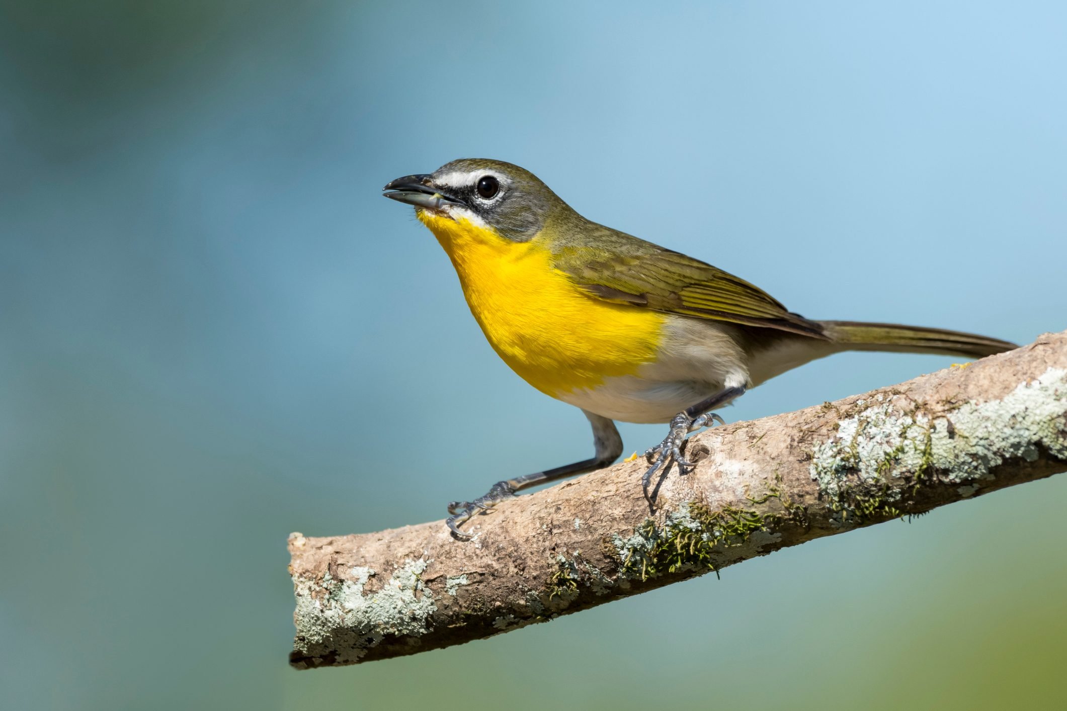 How to Identify a Yellow-Breasted Chat