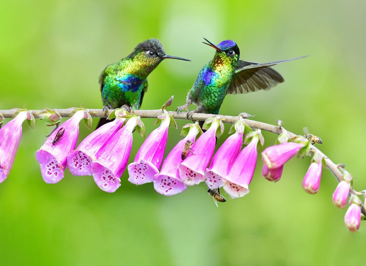 Discover the Colorful Hummingbirds of Costa Rica