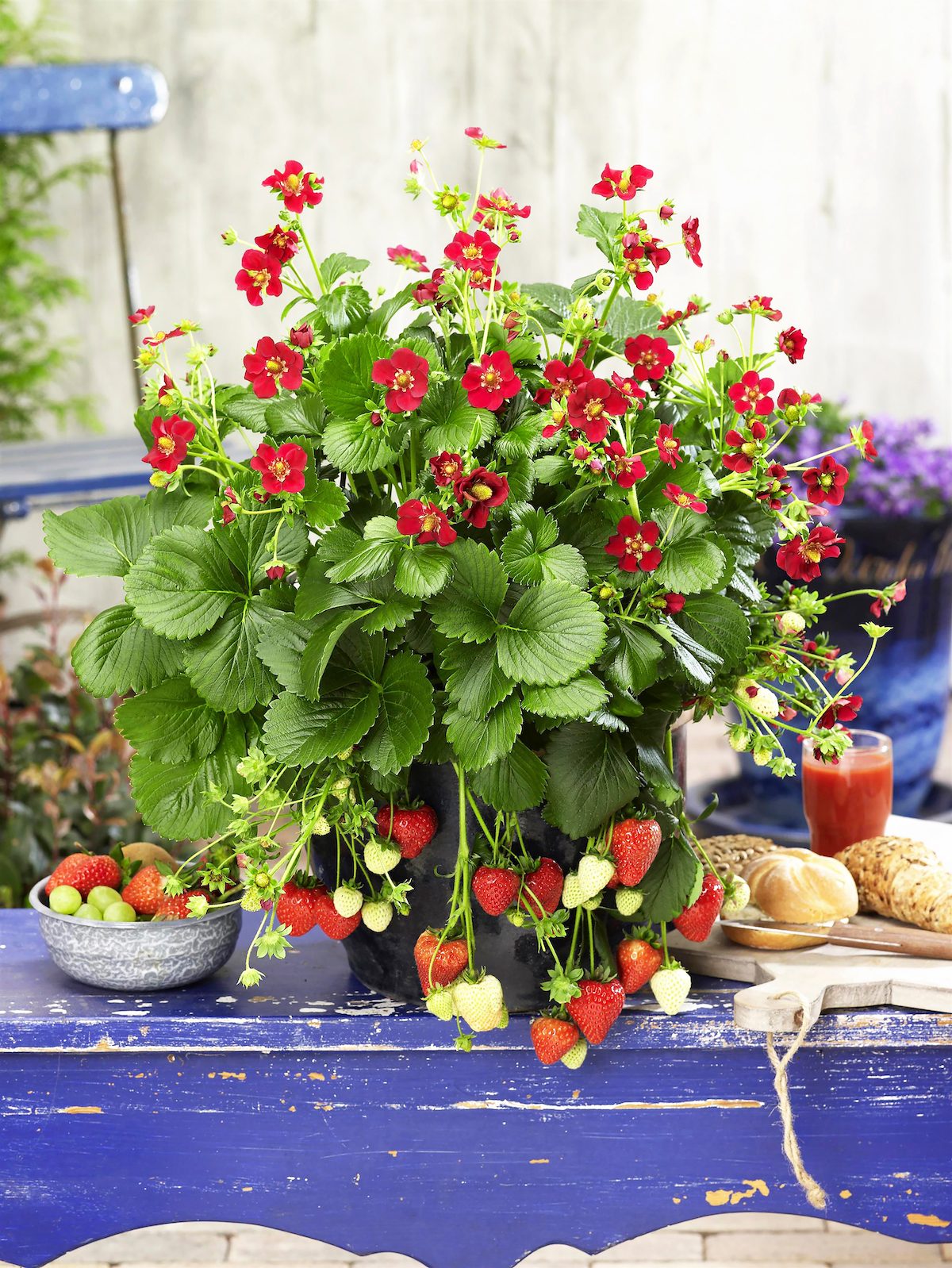 How to Grow Your Own Fresh Strawberry Patch