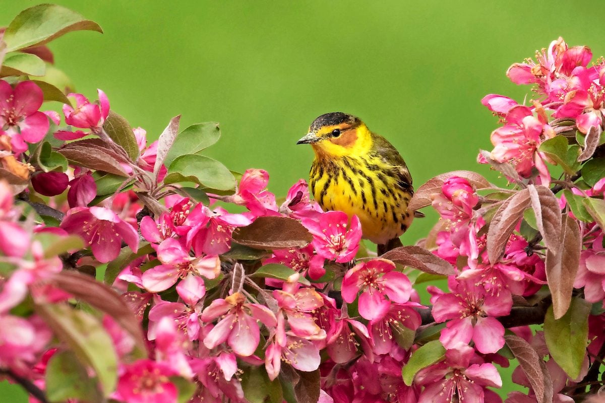 Cape May warbler in crabapple tree