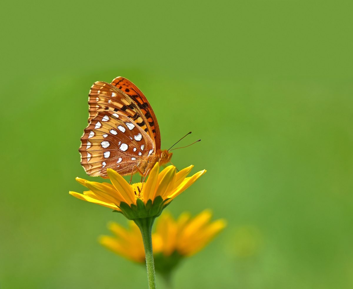 Meet the Gorgeous Great Spangled Fritillary Butterfly