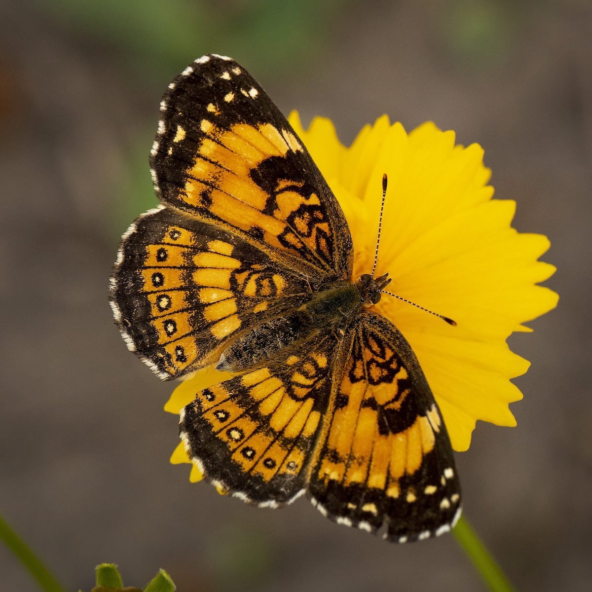 coreopsis tickseed pearl crescent butterfly