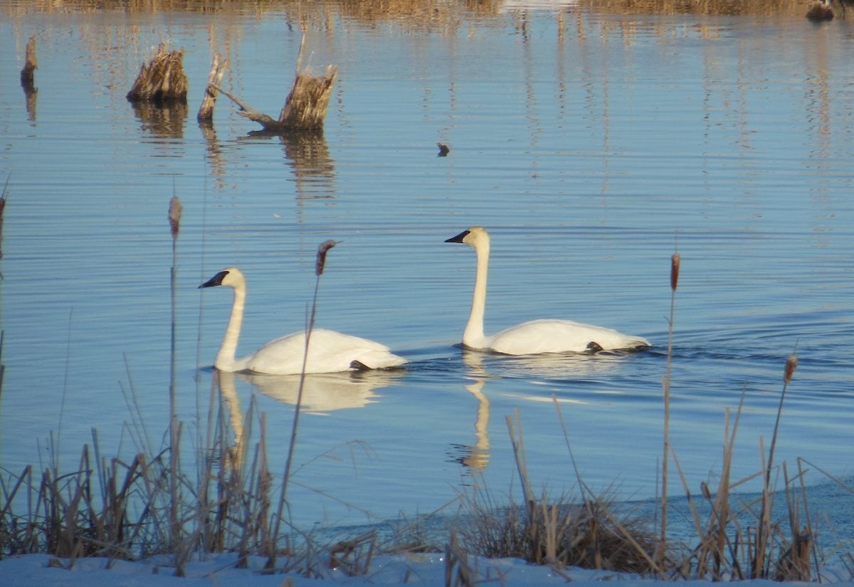 trumpeter swan