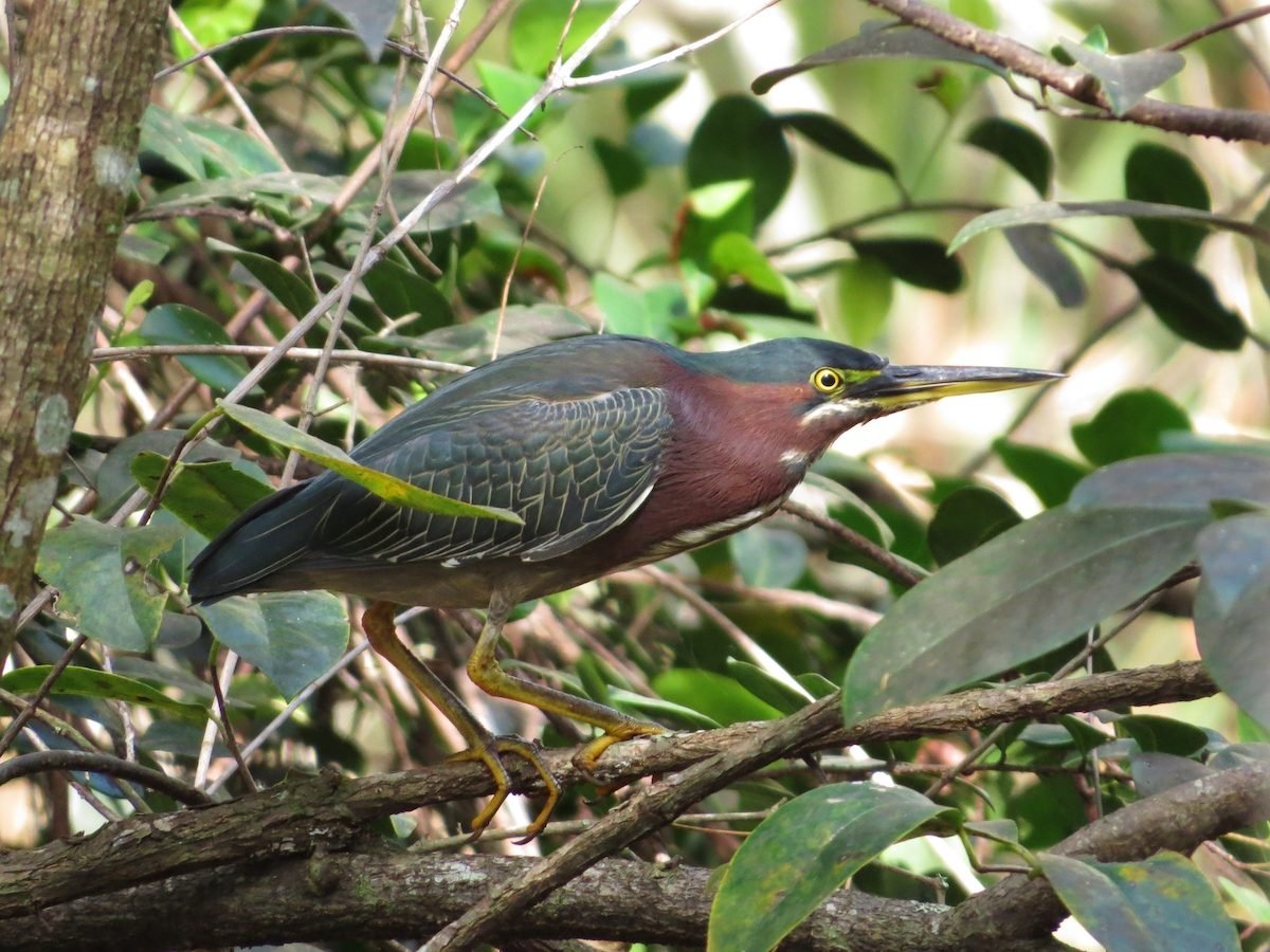 How to Identify a Green Heron