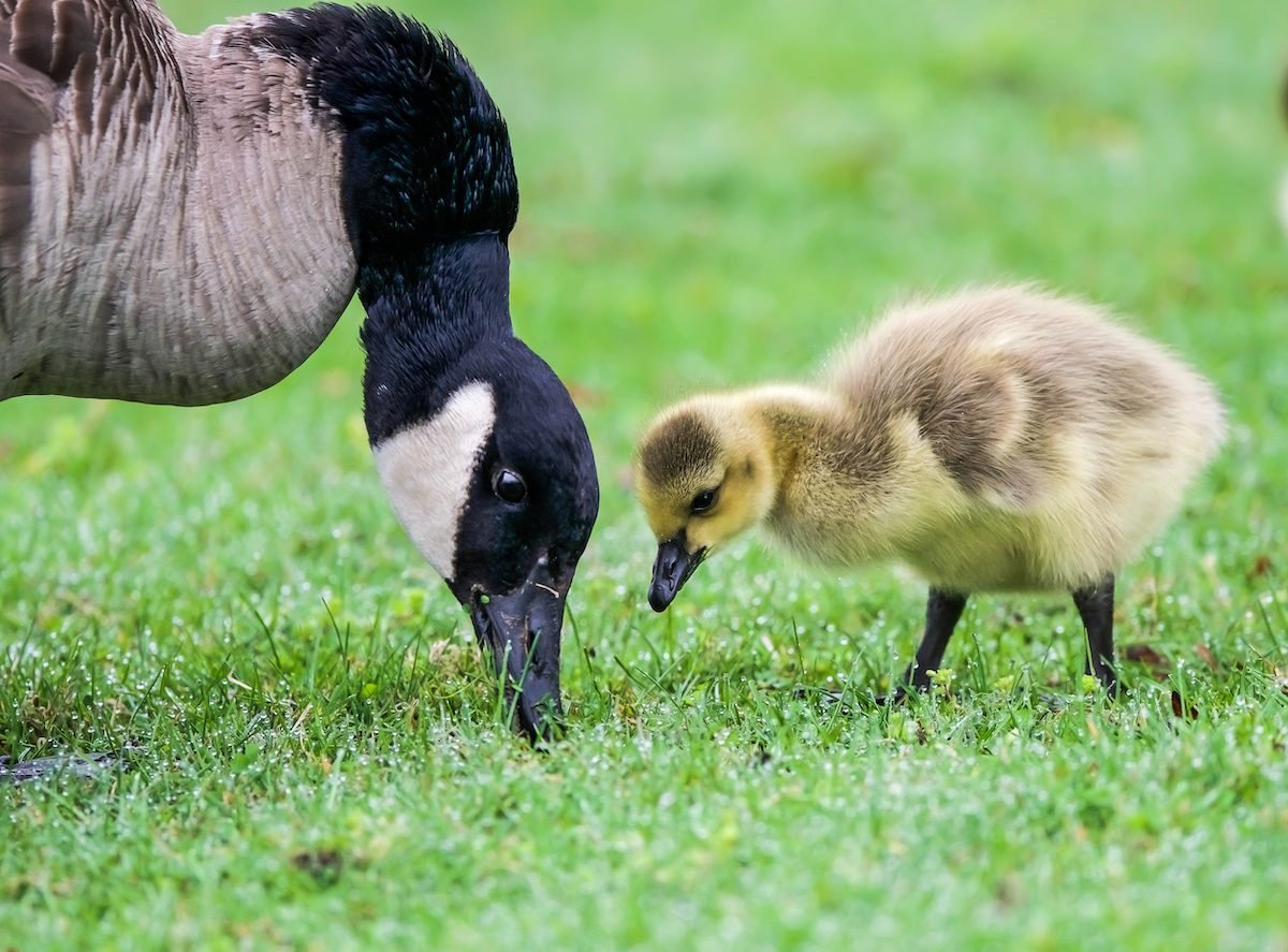 Canada Goose: Bird Facts and Identification