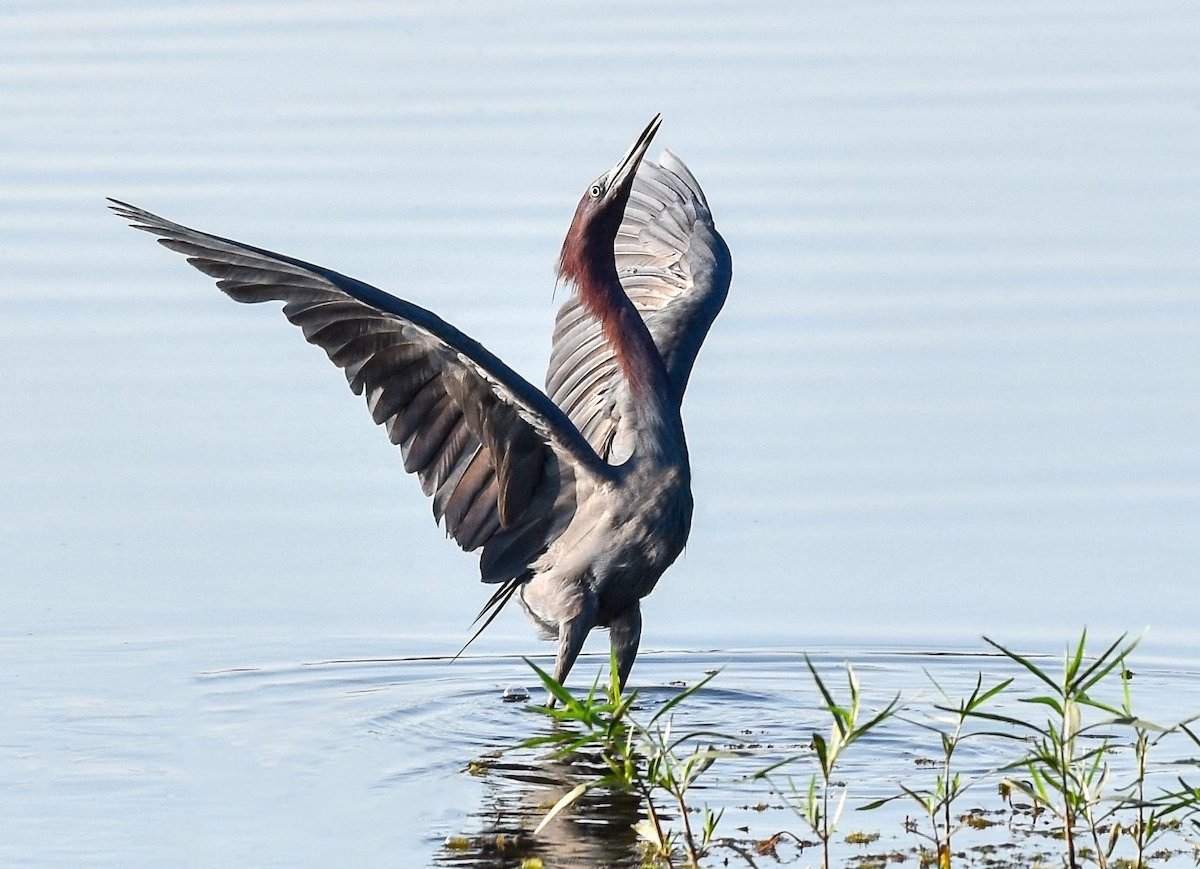 How to Identify a Little Blue Heron