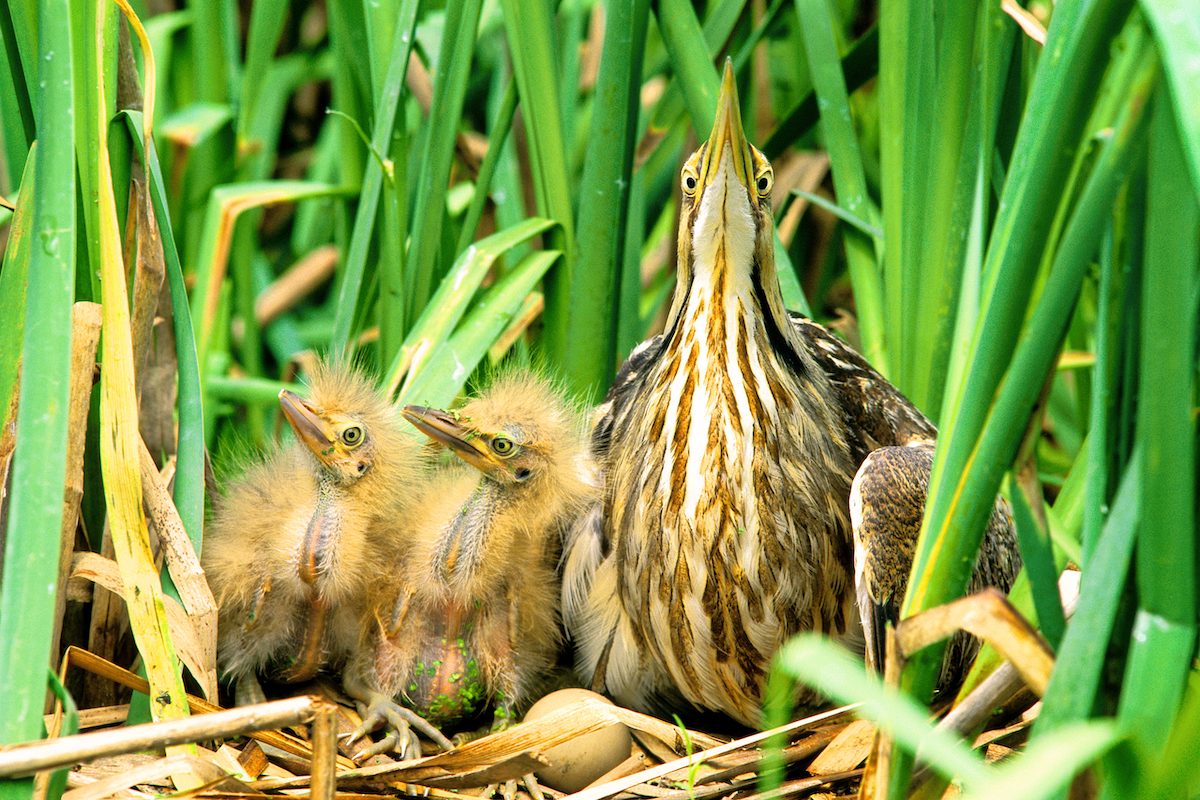American Bittern 2 Young And Egg D 17199k