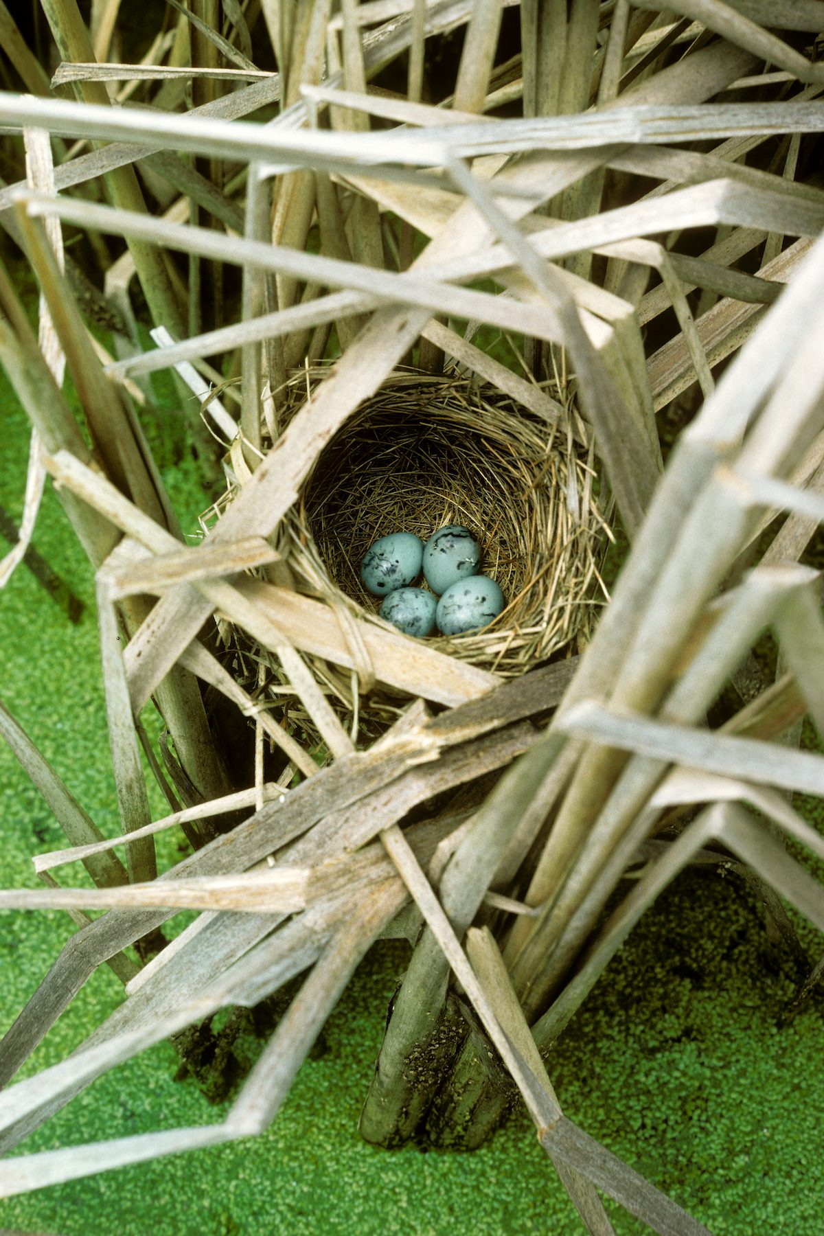 Redwinged Blackbird Nest With Eggs marsh birds D10269