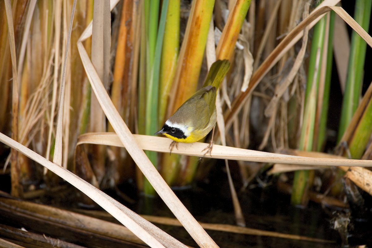 Common yellowthroat marsh 8971