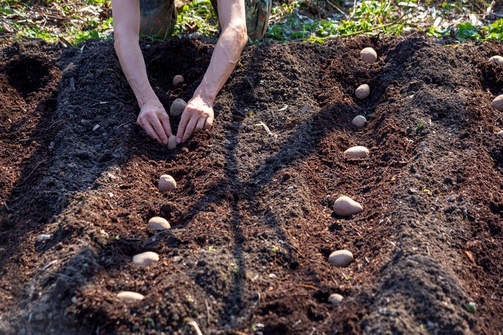 Man planting potato