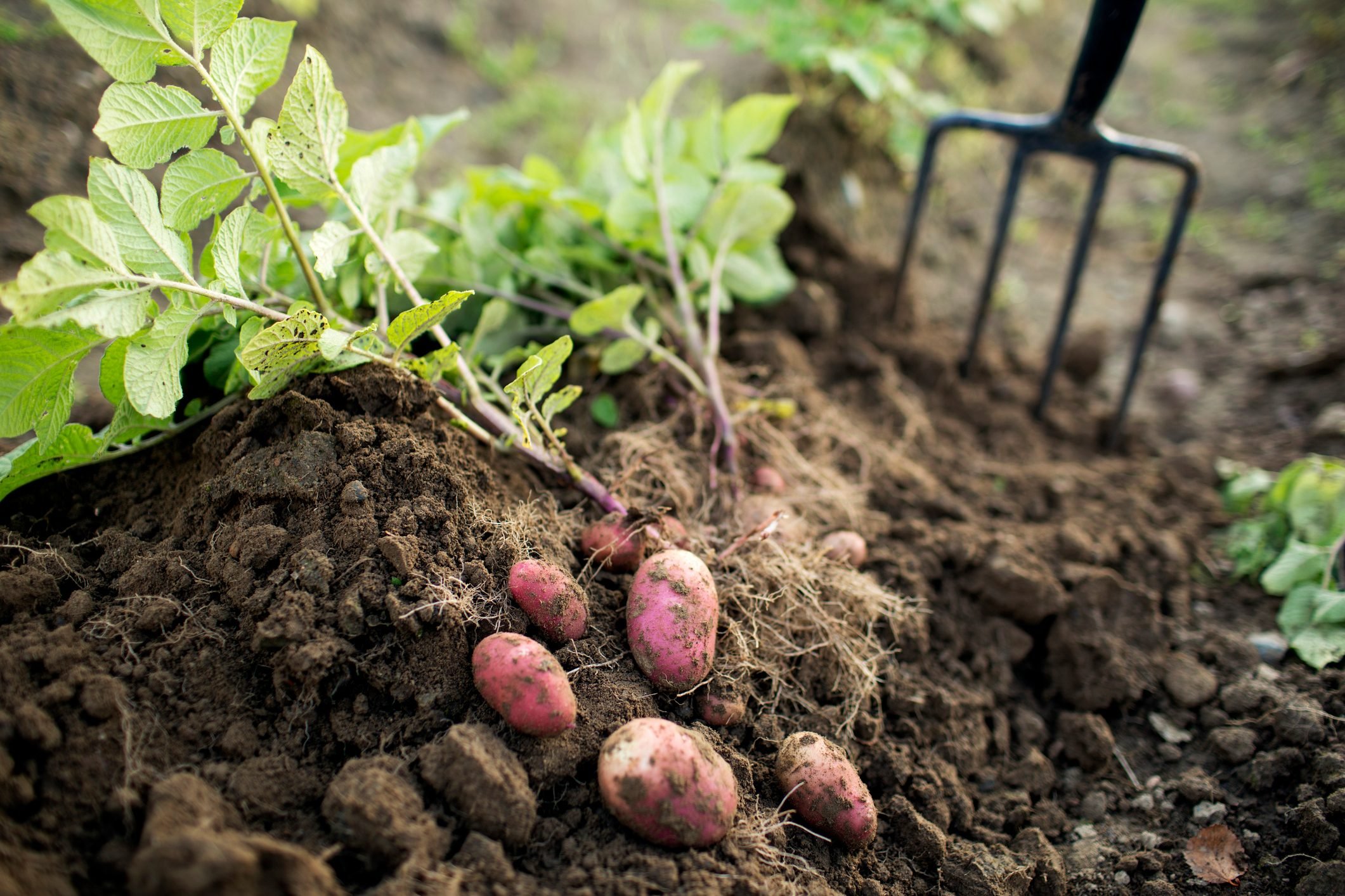 How to Grow Potatoes in a Vegetable Garden