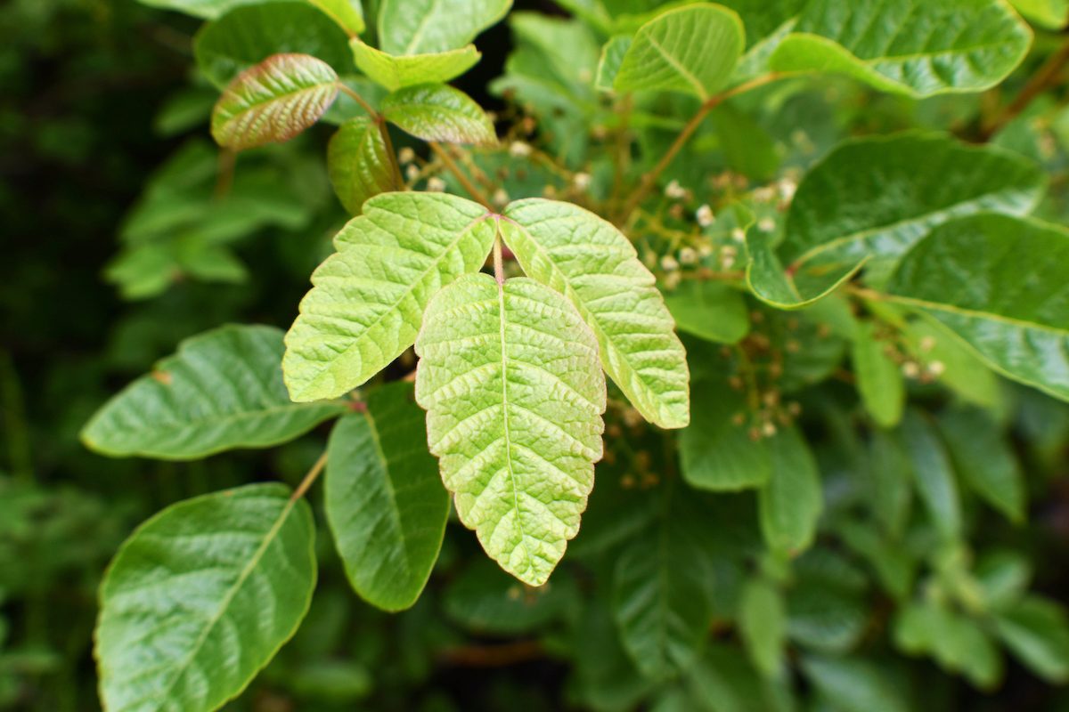 Poison Oak Plant Leaves Close Up For Plant Identification High Quality, poison ivy oak sumac