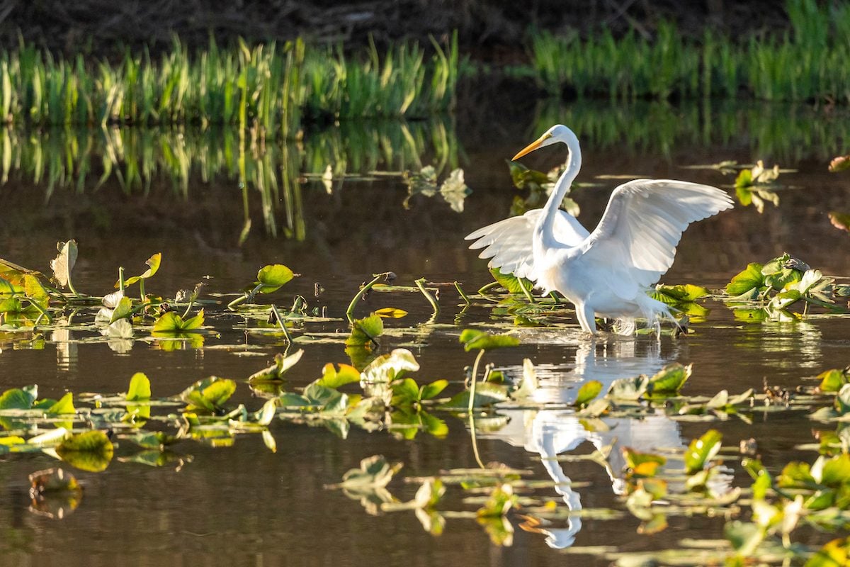 Great Egret At Sunrise On Wetlands, marsh birds