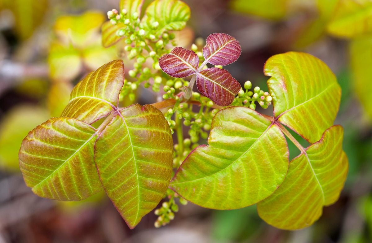 Poison Ivy (rhus Radicans) With Flowers, poison ivy oak sumac